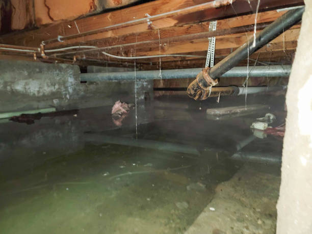 Best Mold removal after water damage  in Northwest Harbor, NY